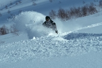 NOASC Niseko Powder Ski Lessons